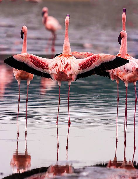 Lake Natron and Ol Doinyo Lengai